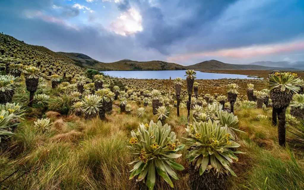 Вещи, которые нельзя упустить: El Angel, экологический заповедник, Эквадор