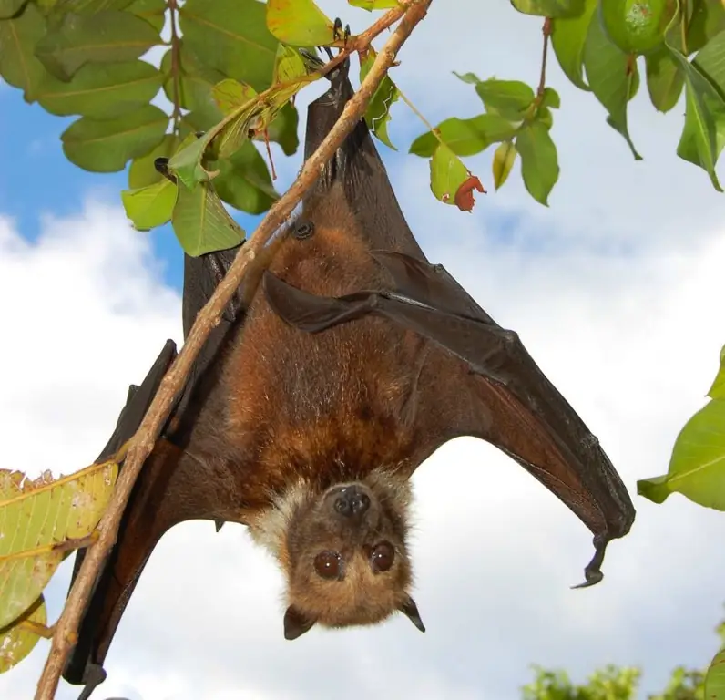 13 самых странных продуктов со всего мира: Bat