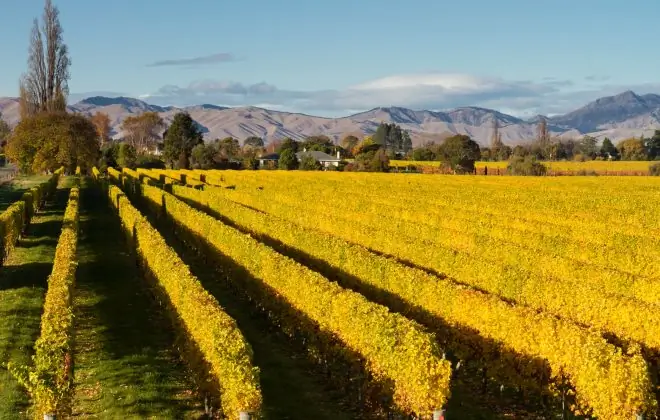 Ужин вина в Мальборо, Новая Зеландия