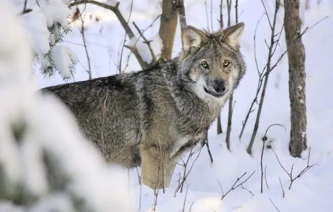Слыша волки воют, Швеция