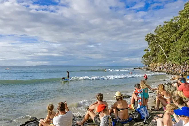 На этой неделе в Австралии прошел конкурс по серфингу собак
