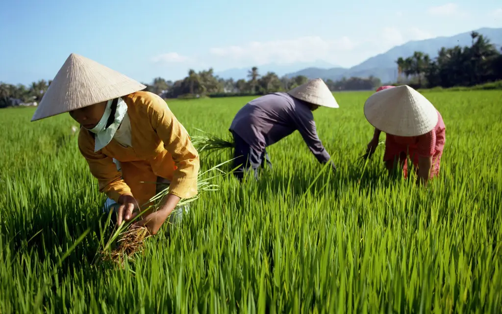 Коническая шапка, Вьетнам традиционная одежда