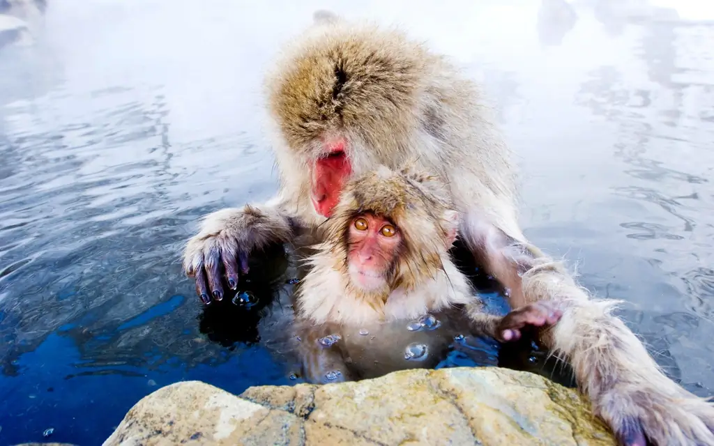 Jigokudani Monkey Park, Япония