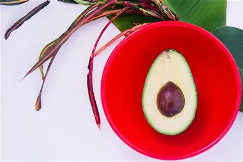 Еда и рецепты Travel Noire: копченый гуакамоле Moon Meals