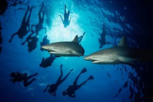 Лучшие места для купания с акулами по всему миру