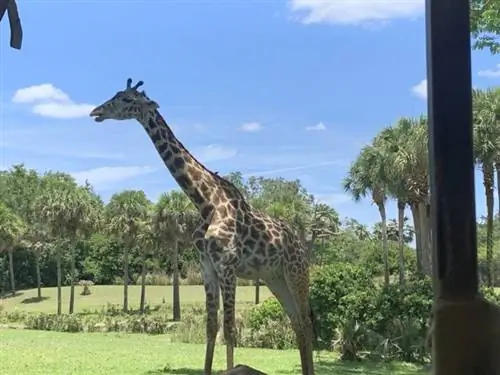 Африканское влияние в царстве животных Диснея