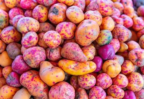 Гладкий картофель, один из местных сортов картофеля Перу.