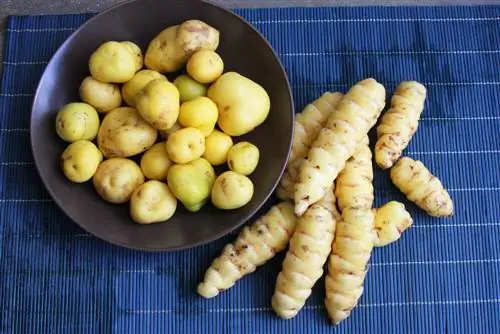желтый картофель