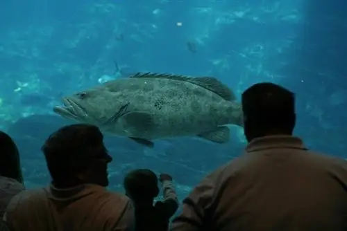 Аквариум Джорджии