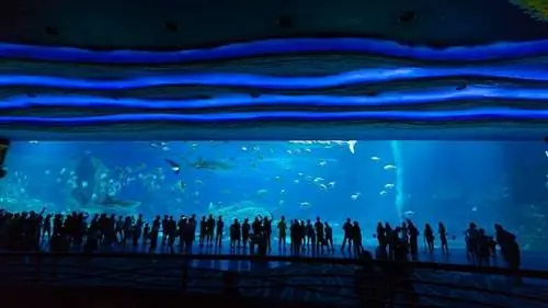 Аквариум Чимелонг