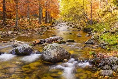 Лес рядом с рекой Ирегуа в Ла-Риохе