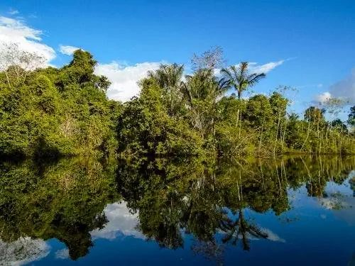 Познакомьтесь с Амазонкой, легкими планеты