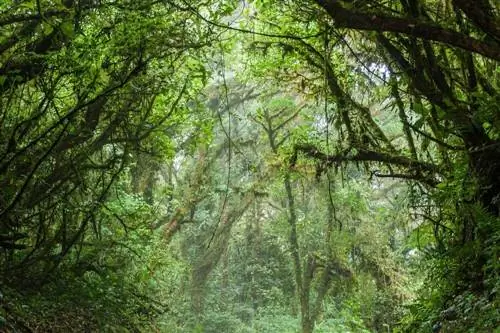 Лес Монтеверде