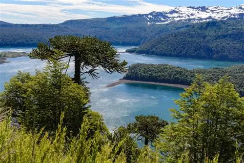 Пейзаж Араукании