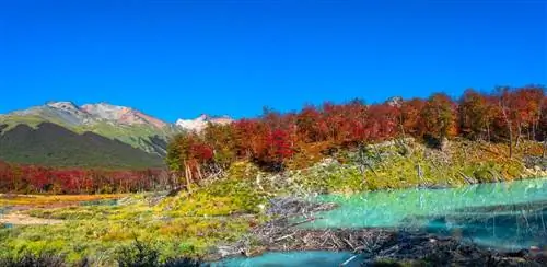 Лес в Патагонии