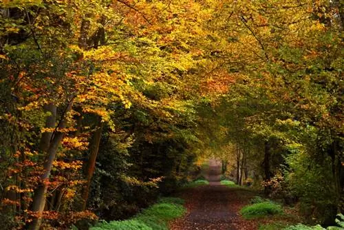 Самые впечатляющие леса в мире