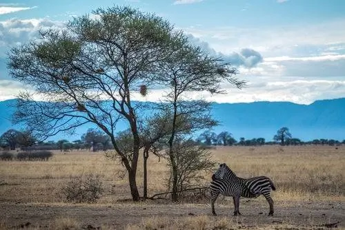 Фантастический национальный парк Найроби