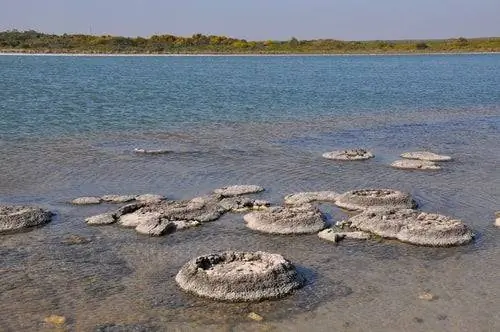 Строматолиты в Австралии