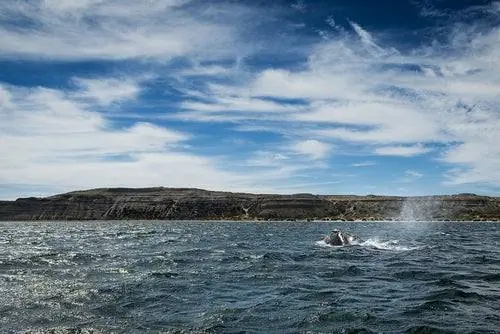 Полуостров Вальдес в Патагонии
