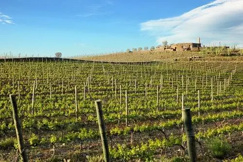 Виноградник в Кап де Креус