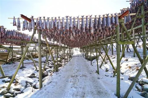 помещение для сушки трески