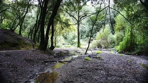 Тропа внутри парка