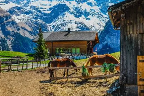 Ферма в Гиммельвальде