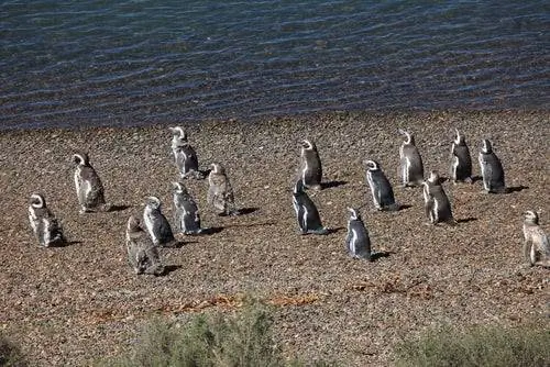 Пингвины в ПунтаТомбо