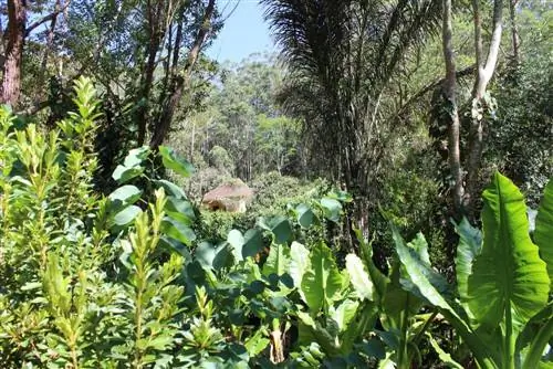 Национальный парк Андасибе Мантадия на Мадагаскаре