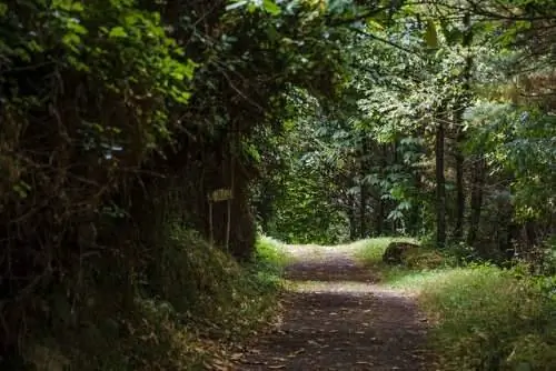 Лес в Тарамунди