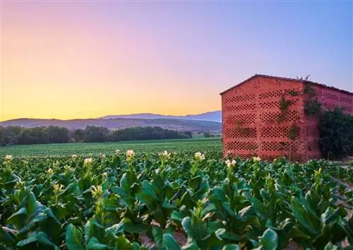 Комнаты для сушки табака в Ла Вера и их особенности использования
