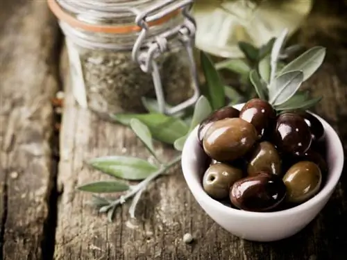 Что такое олеотуризм?