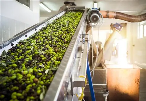 Процесс производства оливкового масла.