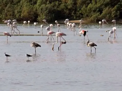 Деэса де Абахо