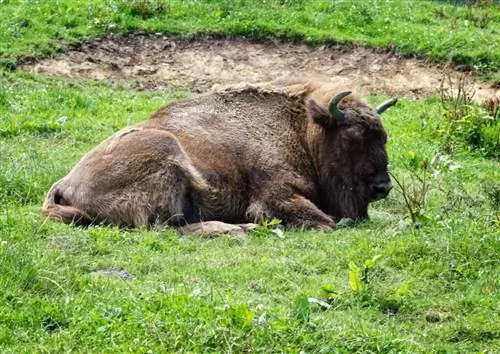 Зубр обитает в Четвертичном парке Сантильяна-дель-Мар.