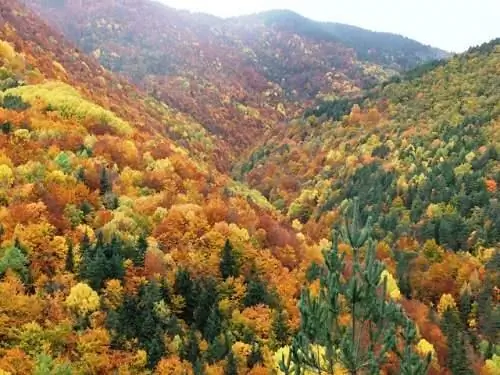 Великолепный лес Пардина-дель-Сеньор.