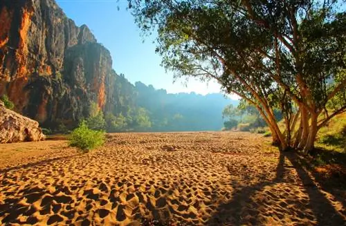 Национальный парк Винджанского ущелья отличается своей флорой и фауной.