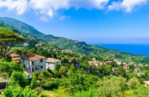 Пейзаж Камольи, место для отдыха.