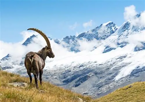Козерог в национальном парке Гран-Парадизо в итальянских Альпах.