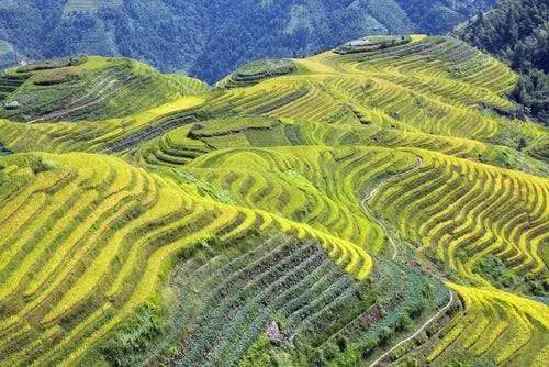 Рисовые поля в Луншэне в Китае