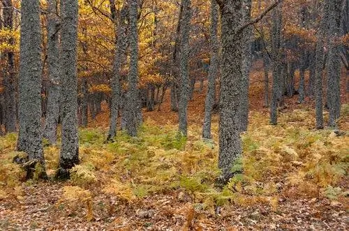 Каштановая роща Эль Тьембло