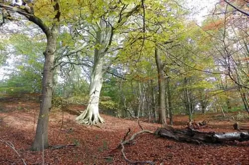 Ботанический сад Дарема