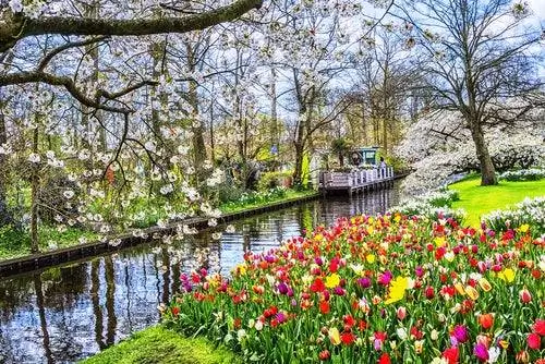 Парк Кекенхоф в Голландии