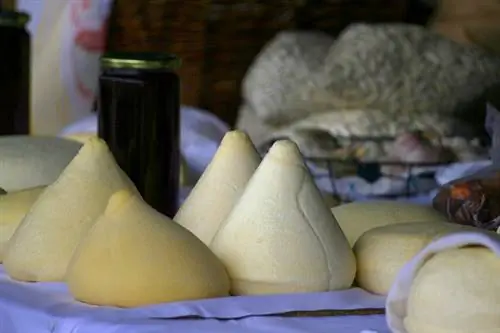 Сыр Тетилья, один из лучших сыров Испании.