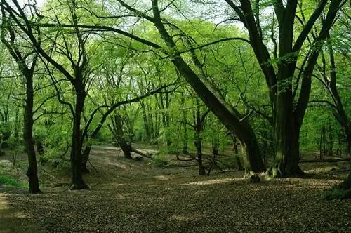 Зачарованный лес, Эппинг