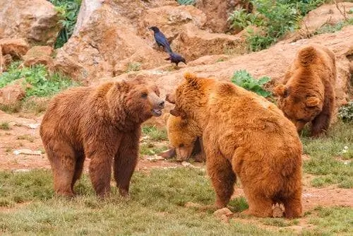Медведи в Кабарсено