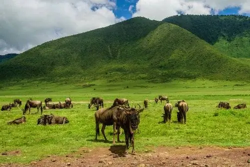 Животные в Серенгети