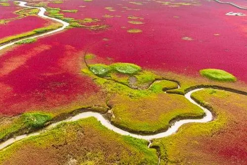 Красный пляж в Китае