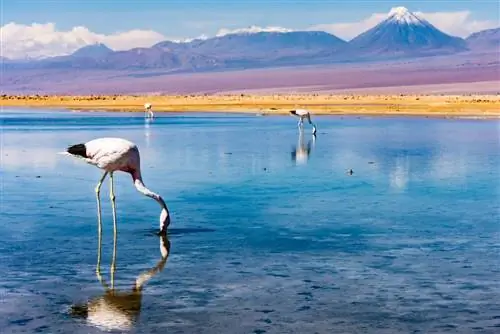 Лагуна Чакса в Сан-Педро-де-Атакама