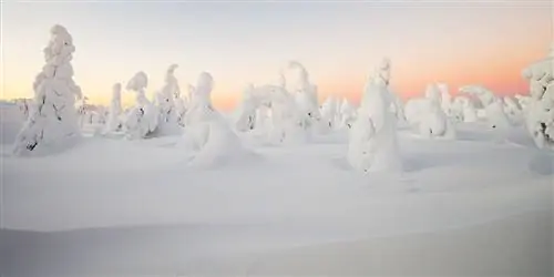 Зимние пейзажи: стражи Лапландии